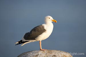 Western gull, adult breeding plumage, note yellow orbital ring around eye. La Jolla, California, USA, Larus occidentalis, natural history stock photograph, photo id 15106
