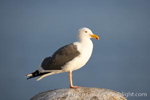 Western gull, adult breeding plumage, note yellow orbital ring around eye, Larus occidentalis, La Jolla, California