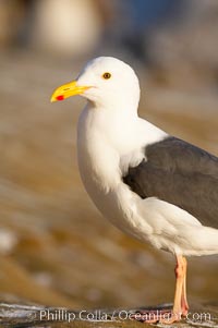 Western gull, adult breeding plumage, note yellow orbital ring around eye, Larus occidentalis, La Jolla, California