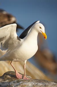 Western gull, adult breeding plumage, note yellow orbital ring around eye, Larus occidentalis, La Jolla, California