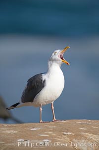 Western gull, adult breeding plumage, note yellow orbital ring around eye, Larus occidentalis, La Jolla, California