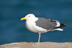 Western gull, adult breeding plumage, note yellow orbital ring around eye, Larus occidentalis, La Jolla, California