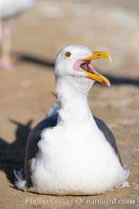 Western gull, adult breeding plumage, note yellow orbital ring around eye, Larus occidentalis, La Jolla, California