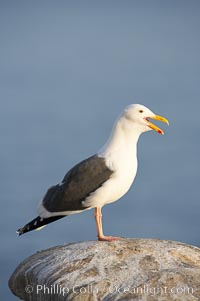 Western gull, adult breeding plumage, note yellow orbital ring around eye, Larus occidentalis, La Jolla, California