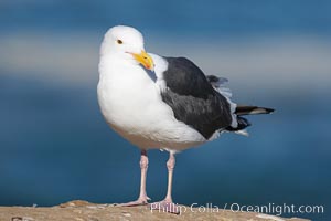 Western gull, adult breeding plumage, note yellow orbital ring around eye.