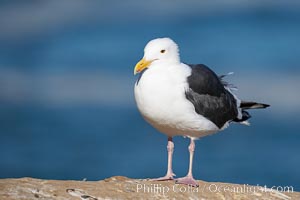 Western gull, adult breeding plumage, note yellow orbital ring around eye, Larus occidentalis, La Jolla, California