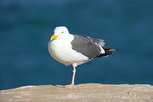 Western gull, adult breeding plumage, note yellow orbital ring around eye, Larus occidentalis, La Jolla, California