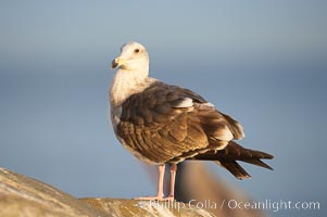 Western gull, juvenile 2nd winter plumage, Larus occidentalis, La Jolla, California