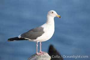 Western gull, juvenile 3rd winter plumage, Larus occidentalis, La Jolla, California