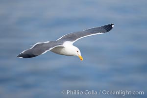 Western gull, adult breeding plumage, note yellow orbital ring around eye, Larus occidentalis, La Jolla, California