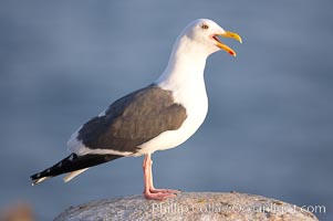 Western gull, adult breeding plumage, note yellow orbital ring around eye, Larus occidentalis, La Jolla, California