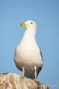 Western gull, adult breeding plumage, note yellow orbital ring around eye, Larus occidentalis, La Jolla, California