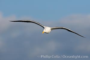 Western gull, flying. La Jolla, California, USA, Larus occidentalis, natural history stock photograph, photo id 15552