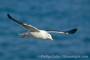 Western gull, flying, Larus occidentalis, La Jolla, California