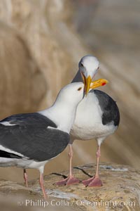 Western gull, courtship display, Larus occidentalis, La Jolla, California