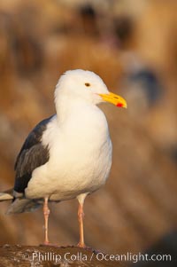 Western gull, Larus occidentalis, La Jolla, California