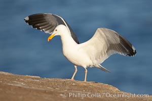 Western gull, Larus occidentalis, La Jolla, California