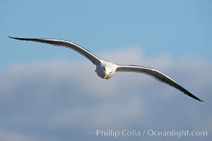 Western gull, flying. La Jolla, California, USA, Larus occidentalis, natural history stock photograph, photo id 15559