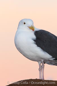 Western gull, pre-sunrise, Larus occidentalis, La Jolla, California