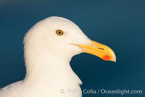 Western gull. La Jolla, California, USA, Larus occidentalis, natural history stock photograph, photo id 26465