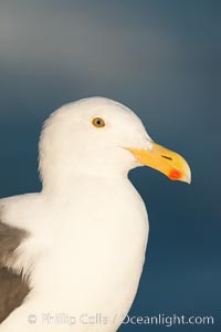 Western gull, Larus occidentalis, La Jolla, California