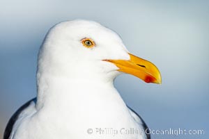 Western Gull Portrait, La Jolla
