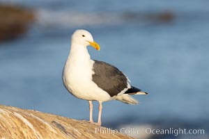 Western Gull resting on sea cliff, Larus occidentalis, La Jolla, California