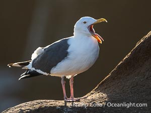 Western Gull with Mouth Open Backlit by Sunrise, La Jolla, California