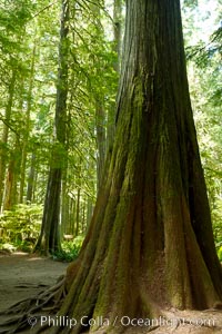 Western redcedar trees in Cathedral Grove.  Cathedral Grove is home to huge, ancient, old-growth Douglas fir trees.  About 300 years ago a fire killed most of the trees in this grove, but a small number of trees survived and were the originators of what is now Cathedral Grove.  Western redcedar trees grow in adundance in the understory below the taller Douglas fir trees, MacMillan Provincial Park, Vancouver Island, British Columbia, Canada