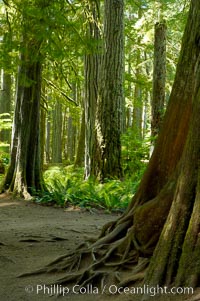 Western redcedar trees in Cathedral Grove.  Cathedral Grove is home to huge, ancient, old-growth Douglas fir trees.  About 300 years ago a fire killed most of the trees in this grove, but a small number of trees survived and were the originators of what is now Cathedral Grove.  Western redcedar trees grow in adundance in the understory below the taller Douglas fir trees, MacMillan Provincial Park, Vancouver Island, British Columbia, Canada