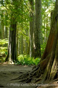 Western redcedar trees in Cathedral Grove.  Cathedral Grove is home to huge, ancient, old-growth Douglas fir trees.  About 300 years ago a fire killed most of the trees in this grove, but a small number of trees survived and were the originators of what is now Cathedral Grove.  Western redcedar trees grow in adundance in the understory below the taller Douglas fir trees, MacMillan Provincial Park, Vancouver Island, British Columbia, Canada