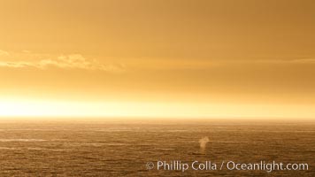 Whale blow at sunrise, near Deception Island