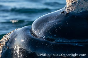 Whale hair on the rostrum and chin of a southern right whale, sidelit by the setting sun. These individual hairs provide sensor information to the whale as it swims through ocean currents or touches the ocean bottom.