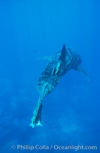 Whale shark, Rhincodon typus, Darwin Island