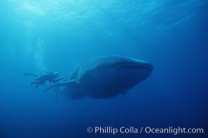 Whale shark, Rhincodon typus, Darwin Island