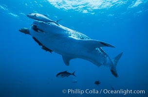 Whale shark, Rhincodon typus, Darwin Island