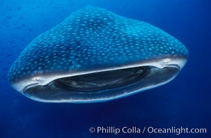 Whale shark. Darwin Island, Galapagos Islands, Ecuador, Rhincodon typus, natural history stock photograph, photo id 01503