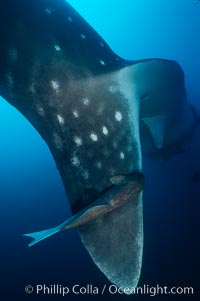 Whale shark with remora. Darwin Island, Galapagos Islands, Ecuador, Remora, Rhincodon typus, natural history stock photograph, photo id 01504