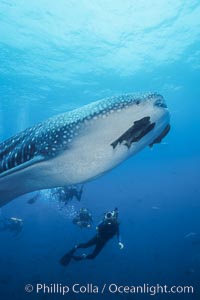 Whale shark, Rhincodon typus, Darwin Island