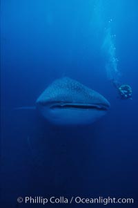 Whale shark. Darwin Island, Galapagos Islands, Ecuador, Rhincodon typus, natural history stock photograph, photo id 01507