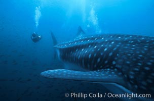 Whale shark, Rhincodon typus, Darwin Island