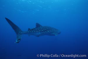 Whale shark, Rhincodon typus, Darwin Island