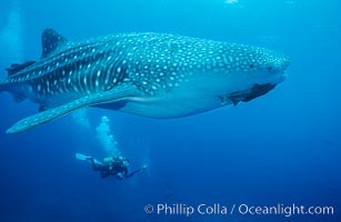 Whale shark, Rhincodon typus, Darwin Island