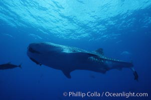 Whale shark, Rhincodon typus, Darwin Island