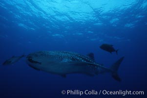 Whale shark. Darwin Island, Galapagos Islands, Ecuador, Rhincodon typus, natural history stock photograph, photo id 01517
