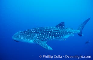 Whale shark, Rhincodon typus, Darwin Island