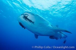 A whale shark swims through the open ocean in the Galapagos Islands.  The whale shark is the largest shark on Earth, but is harmless eating plankton and small fish, Rhincodon typus, Darwin Island