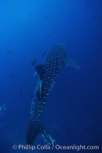Whale shark. Darwin Island, Galapagos Islands, Ecuador, Rhincodon typus, natural history stock photograph, photo id 01521