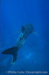 Whale shark, Rhincodon typus, Darwin Island