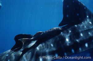 Whale shark dorsal fin and remora. Darwin Island, Galapagos Islands, Ecuador, Remora, Rhincodon typus, natural history stock photograph, photo id 01524